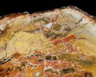 Beautiful Araucaria Petrified Wood Slab - x #6757-2